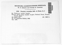 Puccinia recondita image